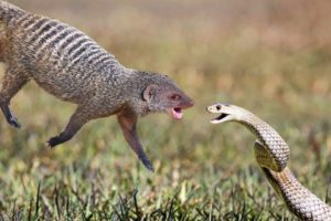 Top 5 Snake fighting with Mongoose | One of the best Animals Fighting In Wild