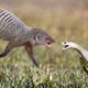 Top 5 Snake fighting with Mongoose | One of the best Animals Fighting In Wild