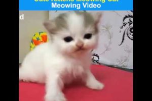 Try Not To Laugh Animals - Funny Cats Videos 2020 - Funniest kitten Video Compilation