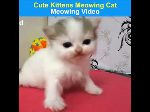Try Not To Laugh Animals - Funny Cats Videos 2020 - Funniest kitten Video Compilation
