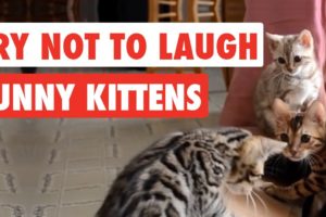 Try Not To Laugh | Funny Kittens Video Compilation 2017