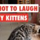 Try Not To Laugh | Funny Kittens Video Compilation 2017