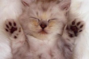 Ultimate Cutest Kittens Videos Ever On Youtube Compilation