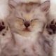 Ultimate Cutest Kittens Videos Ever On Youtube Compilation