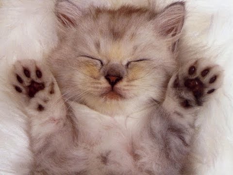 Ultimate Cutest Kittens Videos Ever On Youtube Compilation