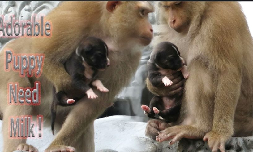 Update!! We Went to Rescued Newborn Puppies From Monkey But Never Expected This |How Of A Dog Rescue