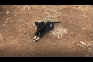 Very cute puppies - Cutest dog videos
