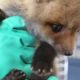 Video: Feeding time for rescued baby fox