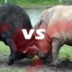 Walki Zwierząt - Nosorożec vs Bawół (#1)