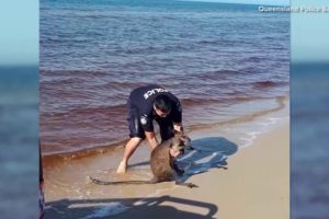 Wallaby rescued in waters off Australia beach | 10News WTSP