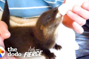 Watch This Fuzzy Baby Otter Swim for the First Time | The Dodo Little But Fierce