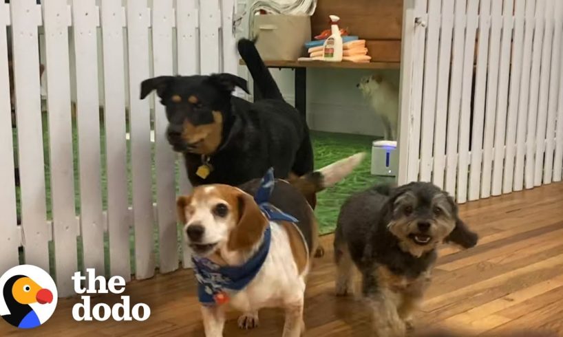 Welcome To The Dodo Rescue Dog Show | The Dodo