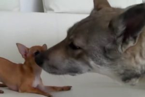 When cute Puppies meet Big Dogs - Super Cute Compilation
