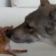 When cute Puppies meet Big Dogs - Super Cute Compilation