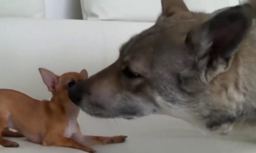 When cute Puppies meet Big Dogs - Super Cute Compilation