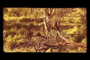 Wild Animal Fights Documentary   Fighting For Life System   Full length Documentaries