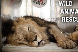 Wild Animal Rescue - Plight Of The Lions