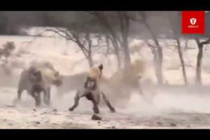 Wild Animals Fight Powerful Lion vs Monkey, Buffalo   Rhino vs Warthog   Tiger vs Deer.