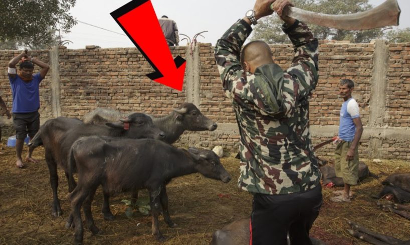 Wild Animals Fight To The Death [NEW] | Animal Attacks in The Wild | Animal Fights (2020)