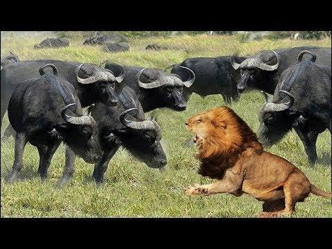 Wild Animals Fighting - Lion vs Buffalo | Amazing The Strongest Big Cat ULTIMATE FIGHT Lion Attack