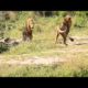 Wild Animals Fights Surviving Everyday For Food ! Amazing Animals Fight !