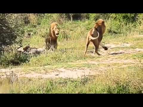 Wild Animals Fights Surviving Everyday For Food ! Amazing Animals Fight !