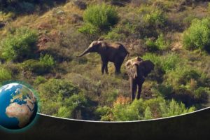 Wild Animals in South Africa: Rescue Centres along the Garden Route