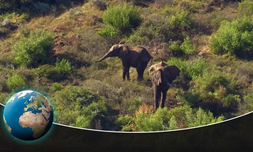 Wild Animals in South Africa: Rescue Centres along the Garden Route