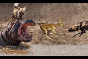 Wild Dogs Attack Antelope - Hippo saved antelope - Animals Fights