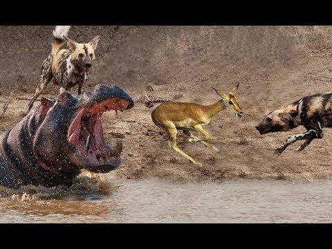 Wild Dogs Attack Antelope - Hippo saved antelope - Animals Fights