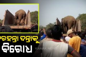 Wild Elephant In Jajpur Captured And Shifted To Cuttack But Locals Protest