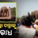 Wild Elephant In Jajpur Captured And Shifted To Cuttack But Locals Protest