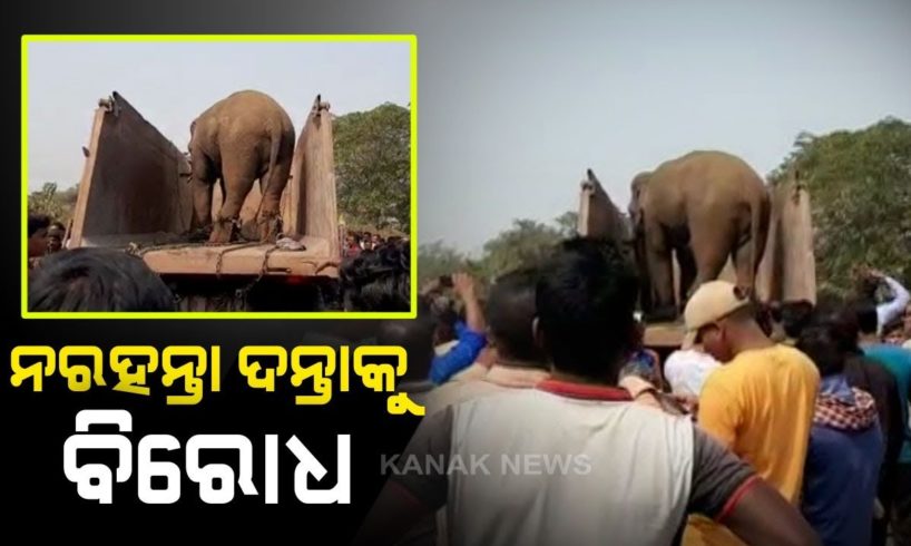 Wild Elephant In Jajpur Captured And Shifted To Cuttack But Locals Protest
