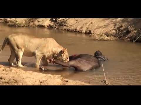 Wild animals fight | fight in jungle | lion fight | Buffalo fight with lion