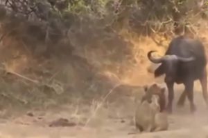 Wild animals fight to death | CRAZIEST Animal Fights Caught | Buffalo , Lion , Crocodile , Hippo #1