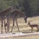 Wildlife - Fighting Giraffe while drinking water