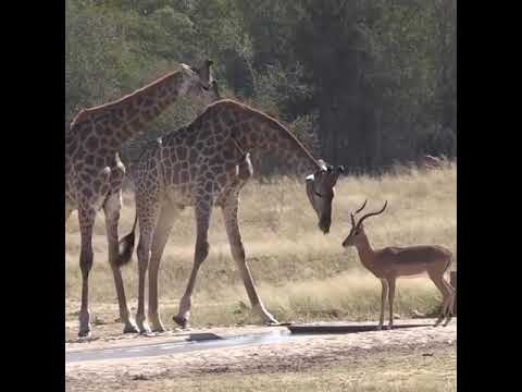 Wildlife - Fighting Giraffe while drinking water