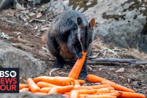 Wildlife experts rush to rescue Australian animals after bushfire crisis