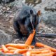 Wildlife experts rush to rescue Australian animals after bushfire crisis