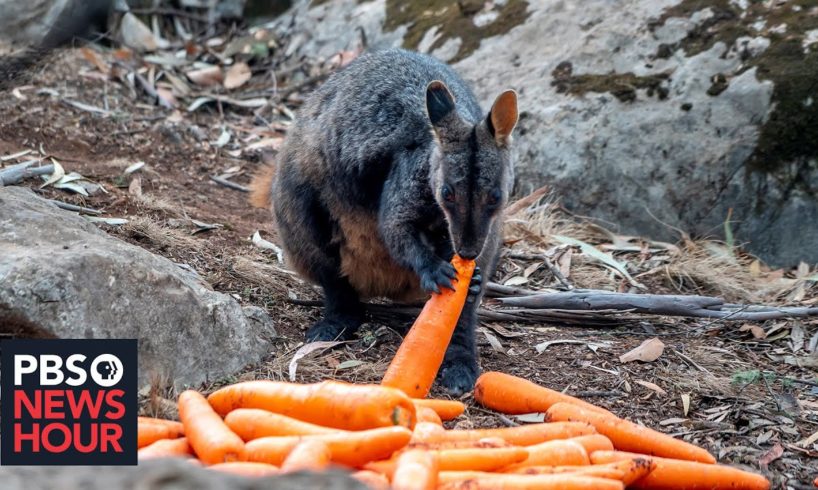 Wildlife experts rush to rescue Australian animals after bushfire crisis