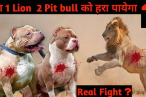 Will 1 Lion Beat 2 Pitbull? | 1 Lion VS 2 Pitbull Fight | Wild Animal VS Domestic Animal fight - DB