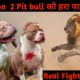 Will 1 Lion Beat 2 Pitbull? | 1 Lion VS 2 Pitbull Fight | Wild Animal VS Domestic Animal fight - DB
