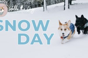 Willo the Corgi Snow Day | Dogs Playing in the Snow