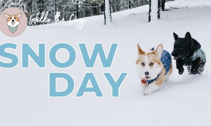 Willo the Corgi Snow Day | Dogs Playing in the Snow