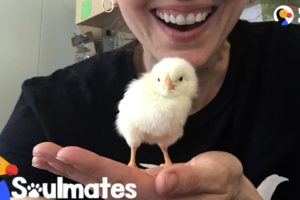 Woman Falls In Love With Chicken Rescued From NYC Streets | The Dodo Soulmates