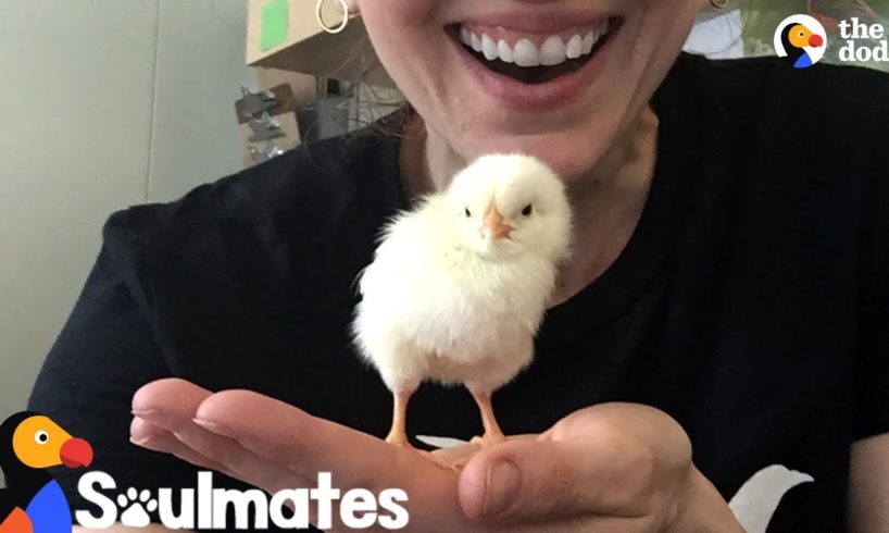Woman Falls In Love With Chicken Rescued From NYC Streets | The Dodo Soulmates