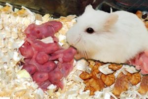 Wonderful Hamster Giving Birth First Time At Home | Reproduction In Animals