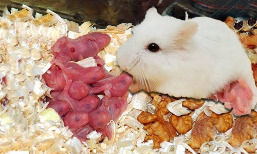 Wonderful Hamster Giving Birth First Time At Home | Reproduction In Animals