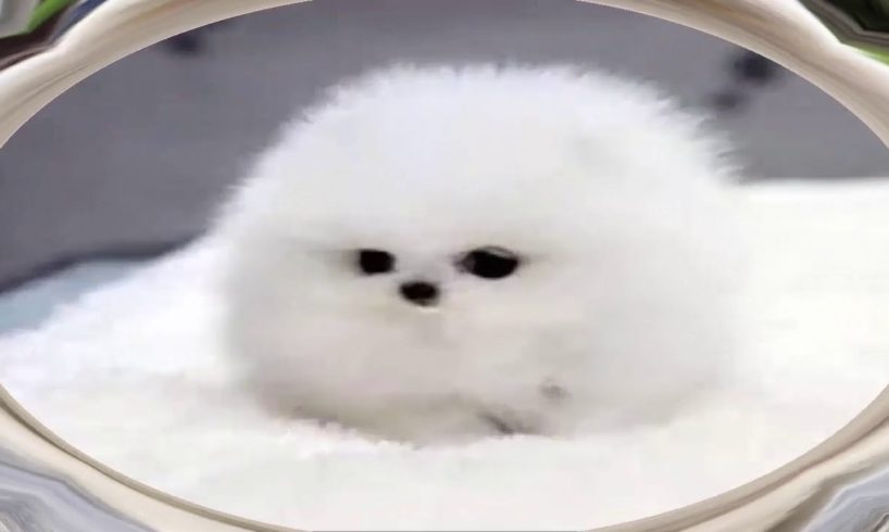 World Cutest Puppies