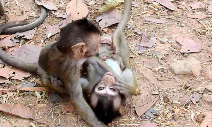 Wow Fantastic Little Baby Monkey Playing Together Like This! Very Lovely Day!